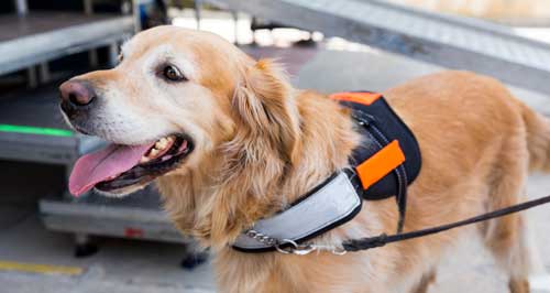 A service dog wearing a harness and a leash